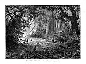Rainforest in British Honduras, 19th century