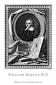 William Harvey, medical doctor, 1777