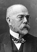 Robert Koch, German bacteriologist and physician
