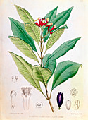 Clove, flower bud of Syzygium aromaticum
