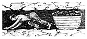Boy 'putter' dragging a sledge of coal along a narrow seam