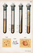 Various types of bacteria, 1889