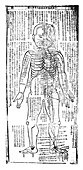Acupuncture chart for the front of the body, Japanese