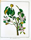 Manicheel tree (Hippomane mancinella) or Poison Guava, c1795