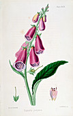 Foxglove (Digitalis purpurea), 19th century