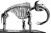 Mammoth skeleton, 1823