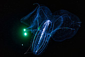 Leucothea comb jelly