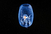 Phronima amphipod inside a salp