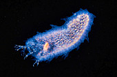 Phronima amphipod inside a pyrosome