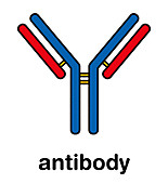 IgG antibody