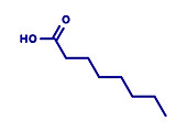 Caprylic acid molecule