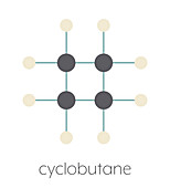 Cyclobutane cyclic alkane molecule