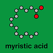 Myristic acid saturated fatty acid molecule