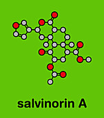 Salvinorin A entheogen molecule