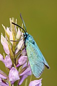 Forester moth