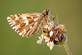 Grizzled Skipper butterfly