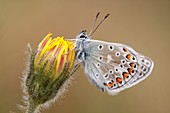 Common Blue butterfly