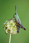 Meadow Grasshopper