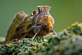 Burnished Brass