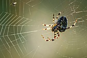 Garden Spider