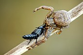 Crab Spider