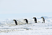 Emperor penguin feeding journey