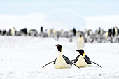 Emperor penguin feeding journey