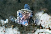 Juvenile spotted boxfish