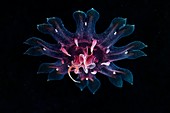 Lion's mane jellyfish larval stage