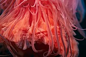 Lion's mane jellyfish, close-up