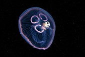 Amphipod inside a jellyfish