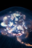 Amphipods inside a jellyfish