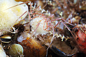 Sea spider with larval cocoons