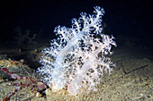 Gersemia fruticosa soft coral