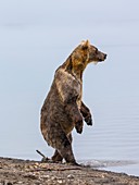 Kamchatka Brown Bear standing by Lake Kurilskoye, Russia