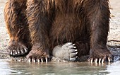 Kamchatka brown bear's feet and claws