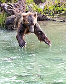 Kamchatka brown bear diving into river