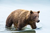 Female Kamchatka brown bear in Lake Kurilskoye, Russia