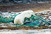 Polar bear sleeping on discarded fishing nets