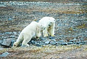 Two polar bears preparing to fight