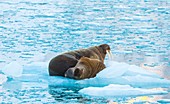 Two walrus resting on an ice floe, Svalbard