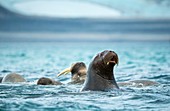 Group of walruses in water