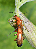 Red soldier beetles mating