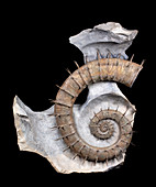 Spiny ammonite fossil