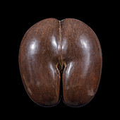 Coco de mer (Lodoicea maldivica) seed