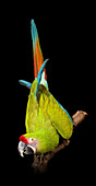 Great green macaw specimen