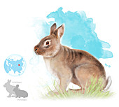 Prehistoric rabbit ancestor, illustration