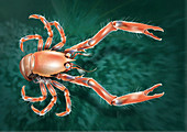 Uroptychus cartesi crab, illustration