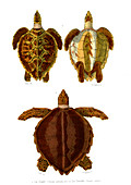 Hawksbill and loggerhead sea turtles, 19th century