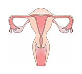 Female reproductive system, illustration